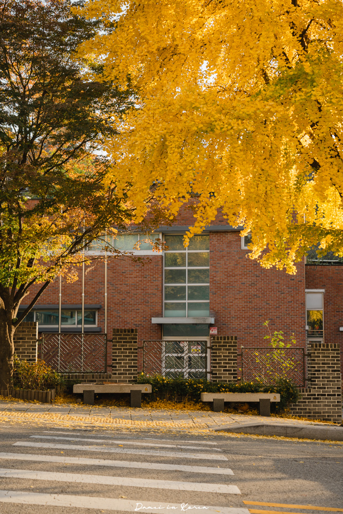 2025首爾賞銀杏必去8個景點,療癒的秋日浪漫之路 - 第13張圖