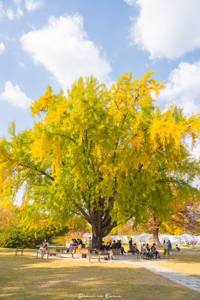 2025首爾賞銀杏必去8個景點,療癒的秋日浪漫之路 - 第18張圖