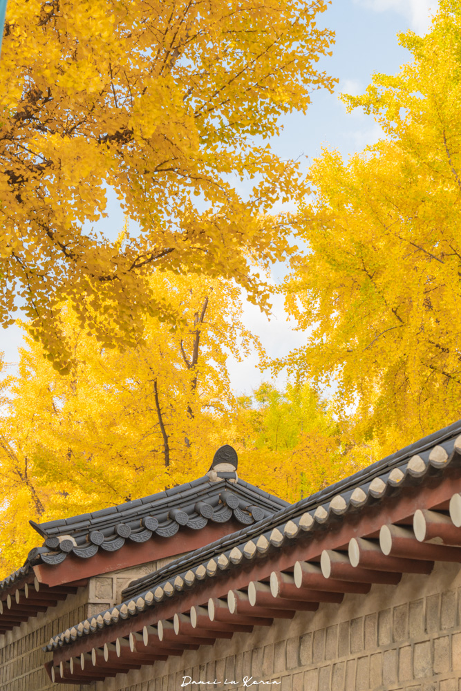 2025首爾賞銀杏必去8個景點,療癒的秋日浪漫之路 - 第19張圖