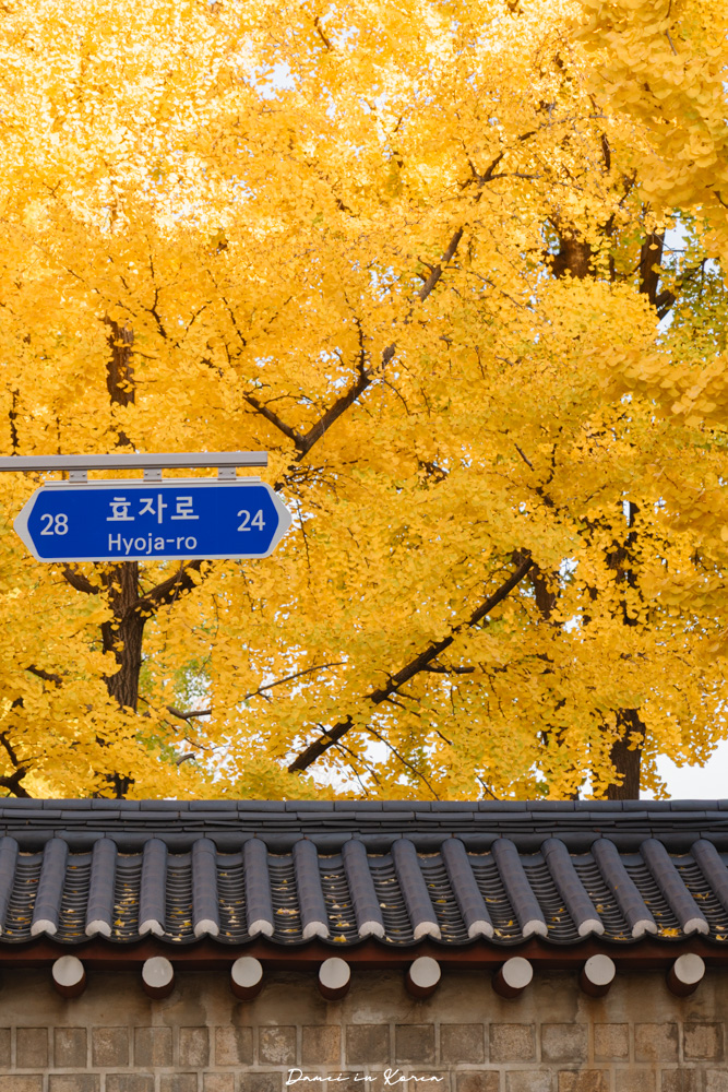 2025首爾賞銀杏必去8個景點,療癒的秋日浪漫之路 - 第3張圖