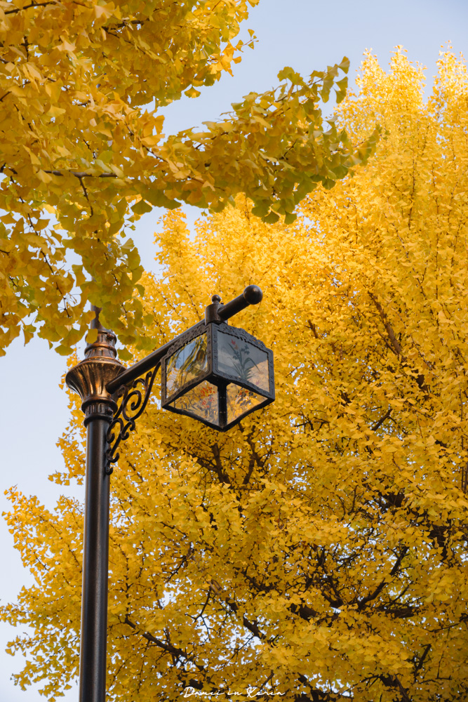 2025首爾賞銀杏必去8個景點,療癒的秋日浪漫之路 - 第4張圖