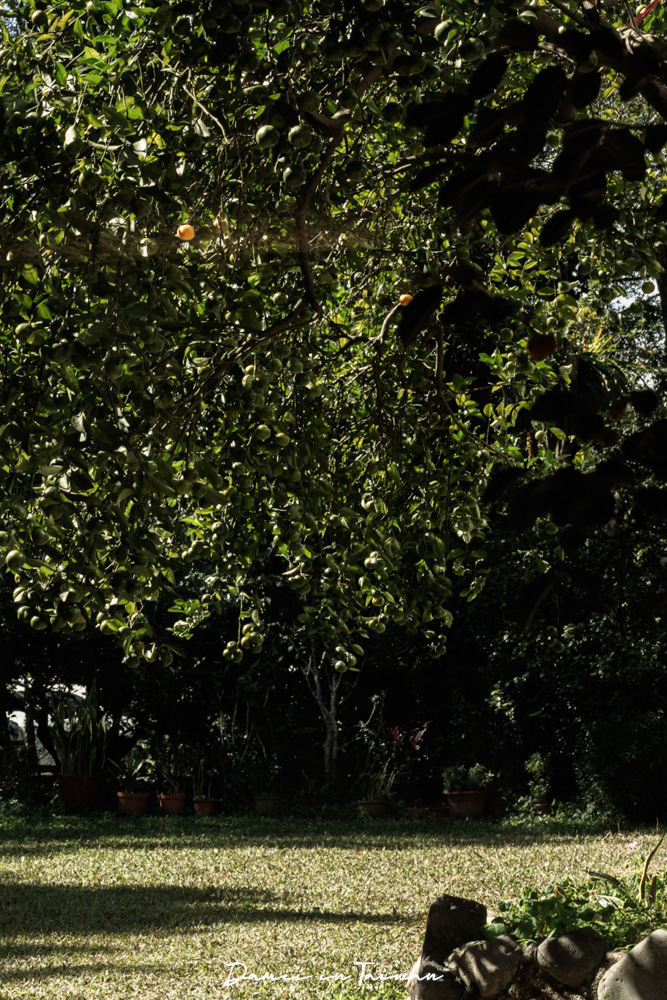 新竹關西咖啡廳推薦！Fudu cafe’福杜咖啡-藏在橘子園裡的質感咖啡廳，招牌是冰橙美式