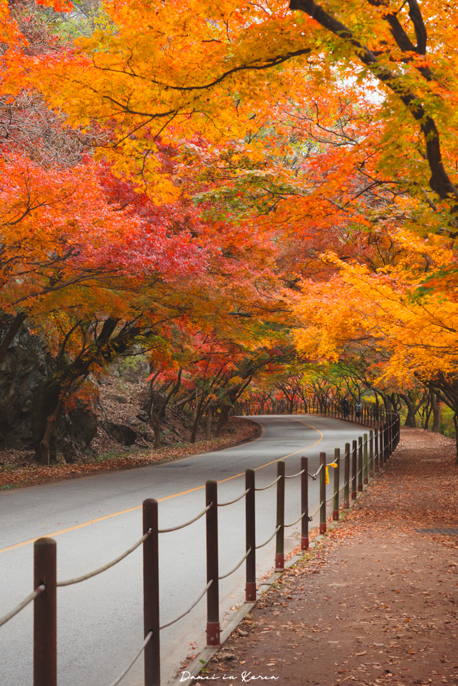 2026韓國內藏山賞楓一日遊,韓國最美楓葉山 - 第13張圖 2026韓國內藏山賞楓一日遊,韓國最美楓葉山
