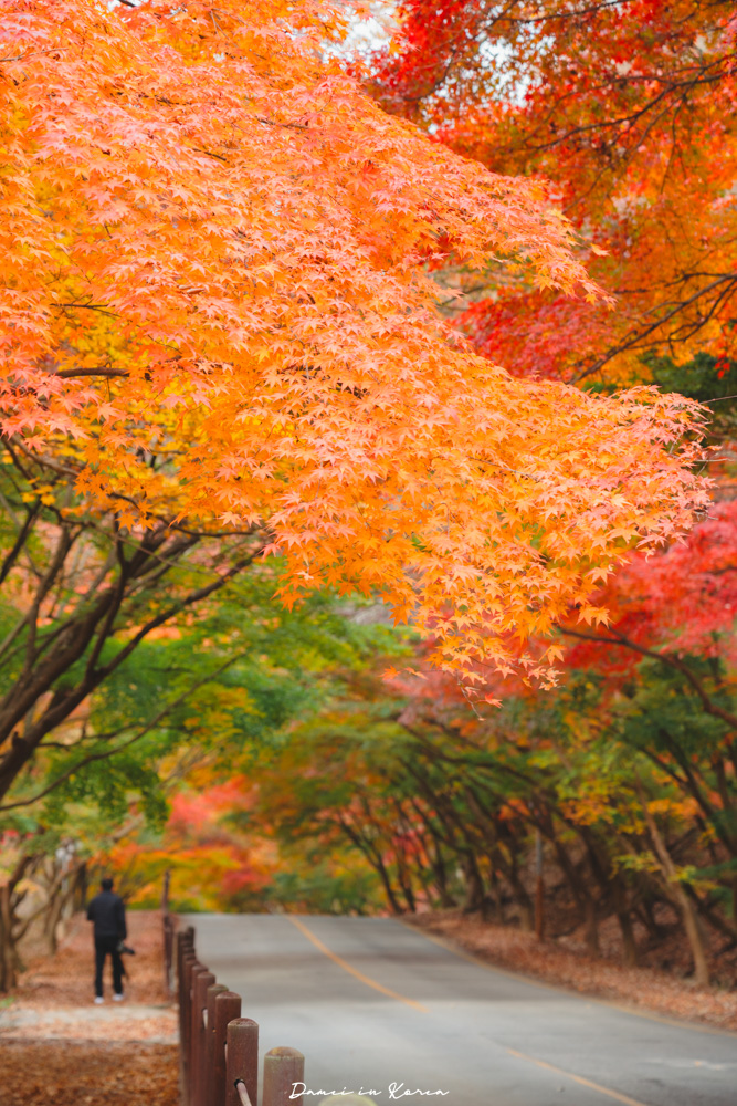 2026韓國內藏山賞楓一日遊,韓國最美楓葉山 - 第12張圖 2026韓國內藏山賞楓一日遊,韓國最美楓葉山