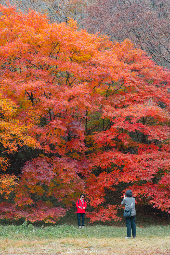 2026韓國內藏山賞楓一日遊,韓國最美楓葉山 - 第19張圖 2026韓國內藏山賞楓一日遊,韓國最美楓葉山