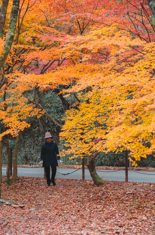 2026韓國內藏山賞楓一日遊,韓國最美楓葉山 - 第15張圖 2026韓國內藏山賞楓一日遊,韓國最美楓葉山