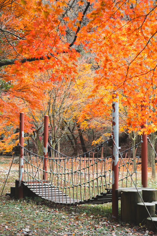 2026韓國內藏山賞楓一日遊,韓國最美楓葉山 - 第17張圖 2026韓國內藏山賞楓一日遊,韓國最美楓葉山