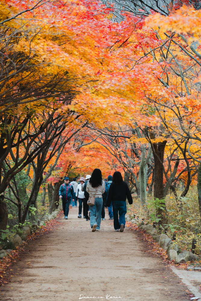 2026韓國內藏山賞楓一日遊,韓國最美楓葉山 - 第8張圖 2026韓國內藏山賞楓一日遊,韓國最美楓葉山
