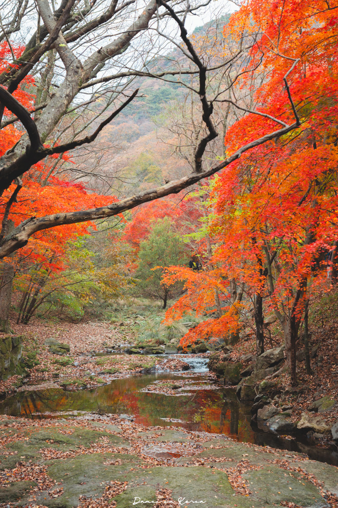 2026韓國內藏山賞楓一日遊,韓國最美楓葉山 - 第18張圖 2026韓國內藏山賞楓一日遊,韓國最美楓葉山