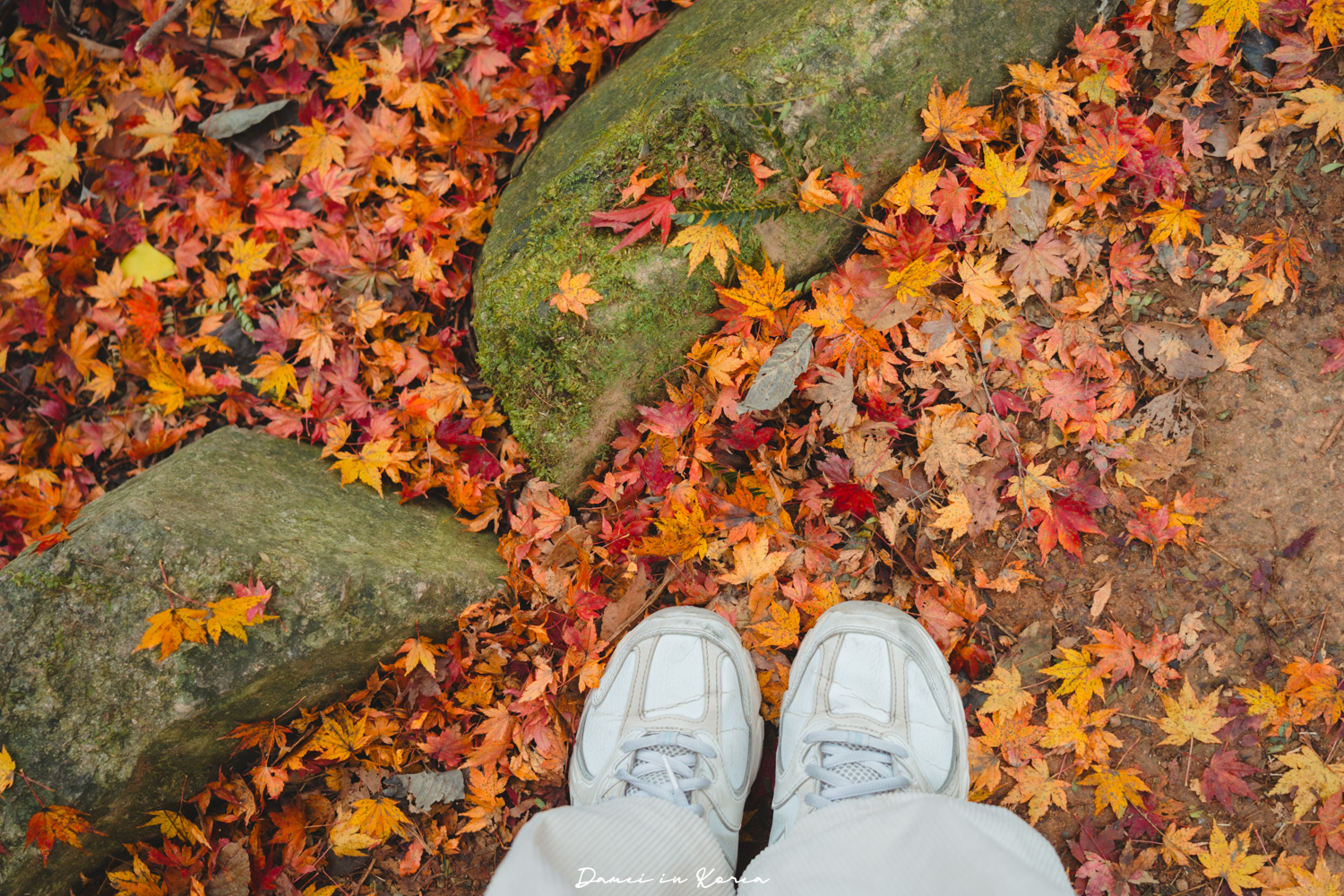 2026韓國內藏山賞楓一日遊,韓國最美楓葉山 - 第3張圖 2026韓國內藏山賞楓一日遊,韓國最美楓葉山