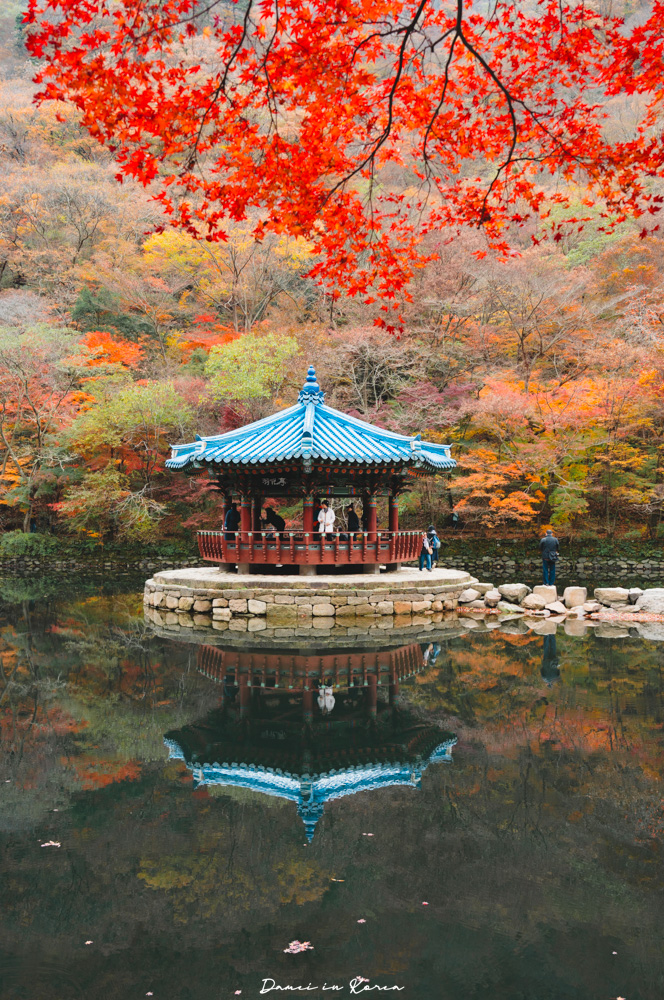 2026韓國內藏山賞楓一日遊,韓國最美楓葉山 - 第24張圖 2026韓國內藏山賞楓一日遊,韓國最美楓葉山