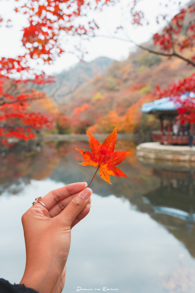 2026韓國內藏山賞楓一日遊,韓國最美楓葉山 - 第25張圖 2026韓國內藏山賞楓一日遊,韓國最美楓葉山