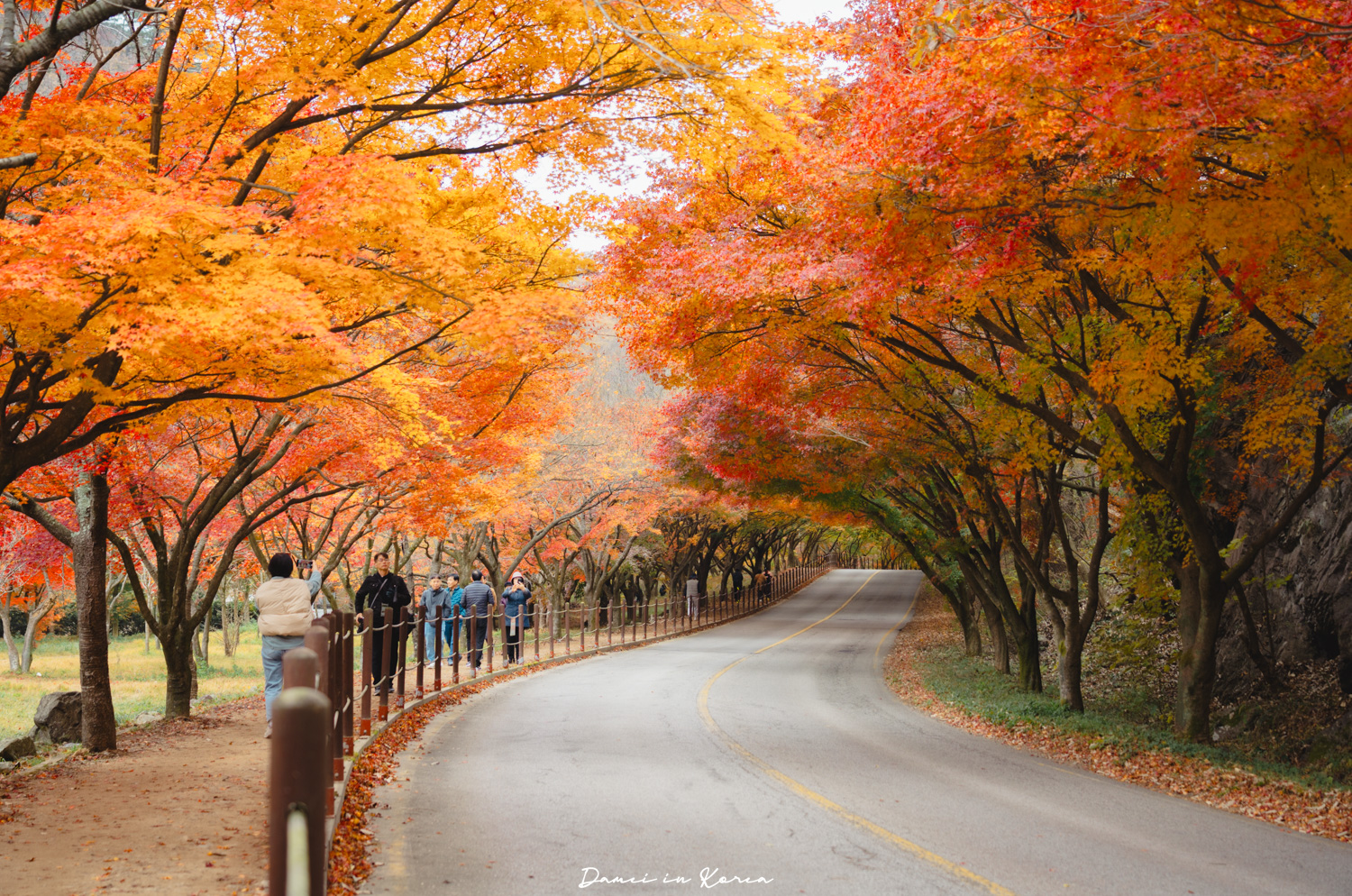2026韓國內藏山賞楓一日遊,韓國最美楓葉山 - 第9張圖 2026韓國內藏山賞楓一日遊,韓國最美楓葉山
