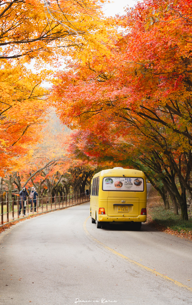 2026韓國內藏山賞楓一日遊,韓國最美楓葉山 - 第7張圖 2026韓國內藏山賞楓一日遊,韓國最美楓葉山