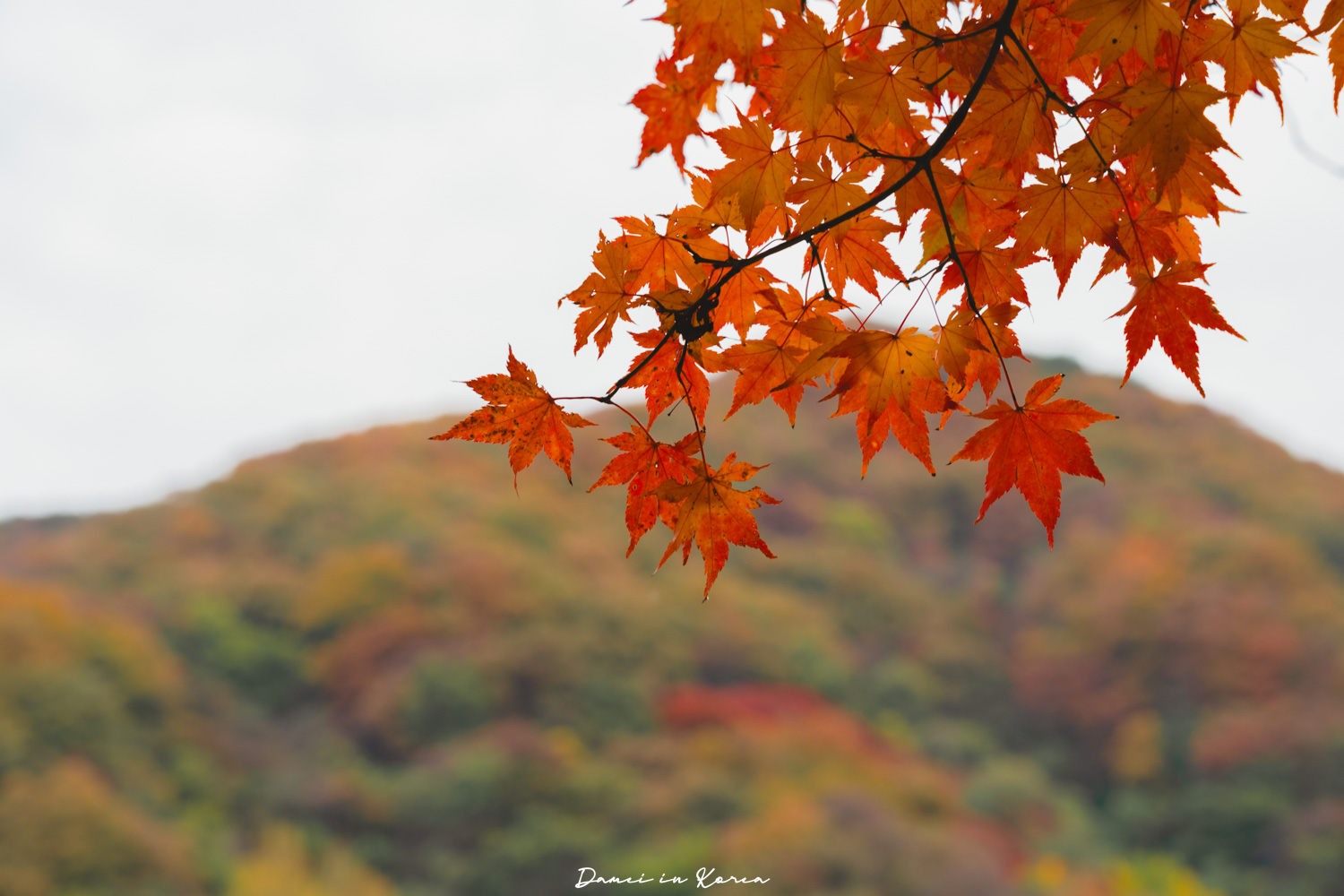 2026韓國內藏山賞楓一日遊,韓國最美楓葉山 - 第41張圖 2026韓國內藏山賞楓一日遊,韓國最美楓葉山