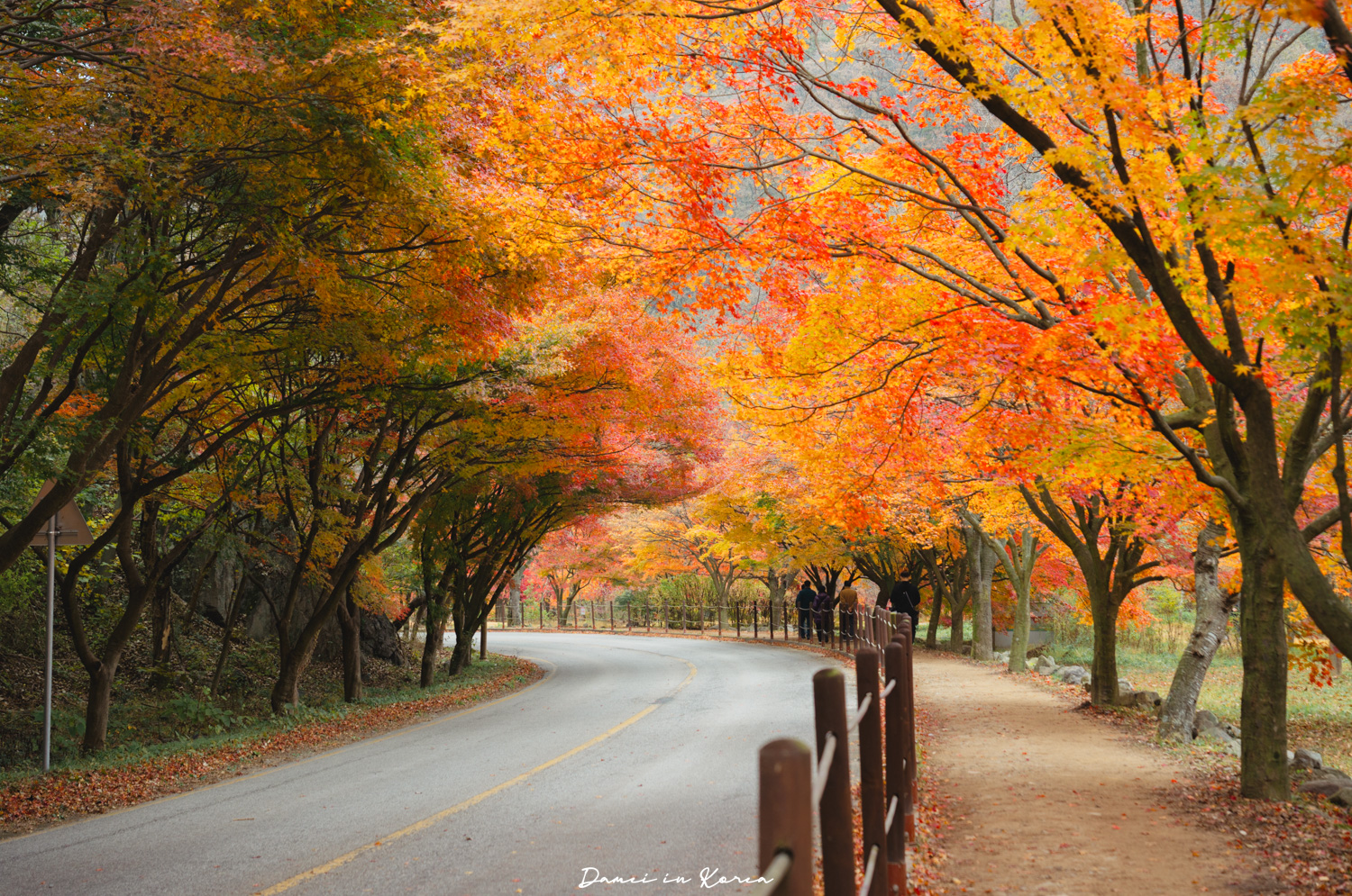 2026韓國內藏山賞楓一日遊,韓國最美楓葉山 - 第10張圖 2026韓國內藏山賞楓一日遊,韓國最美楓葉山