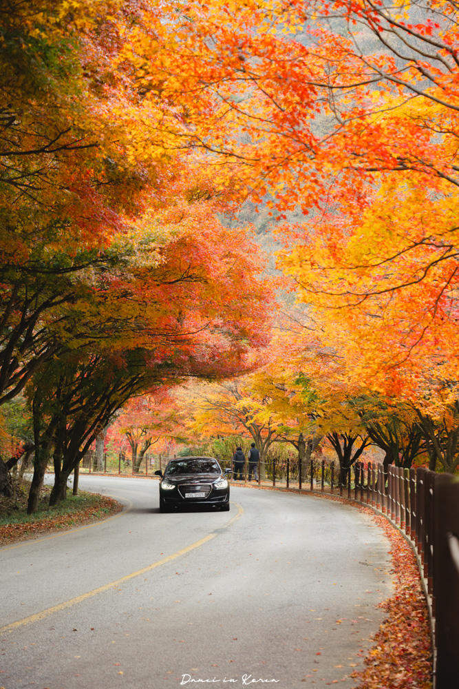 2026韓國內藏山賞楓一日遊,韓國最美楓葉山 - 第4張圖 2026韓國內藏山賞楓一日遊,韓國最美楓葉山