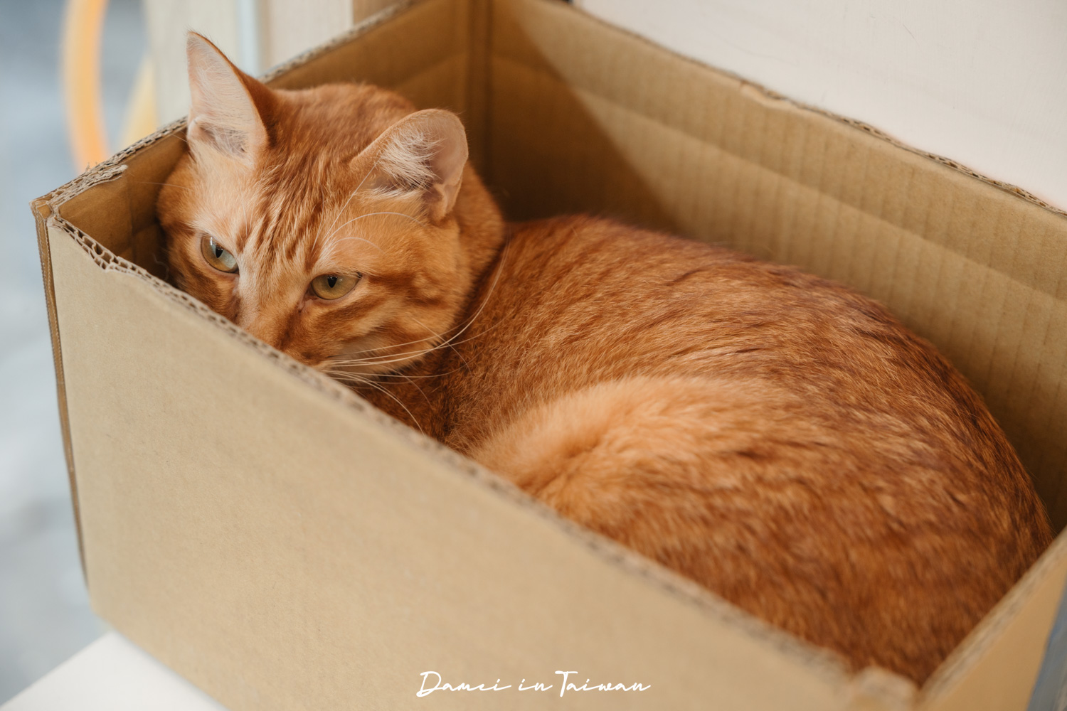 台南頭皮護理推薦！綠色模式美髮沙龍、頭皮養護-在地經營10年，頭皮天然植萃養護推薦