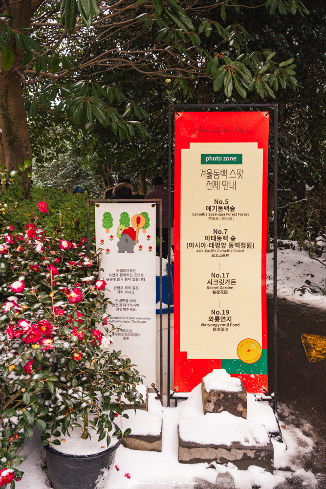 濟州島山茶花之丘，值得去嗎？佔地6萬坪的超大花園，四季都可以來追花！