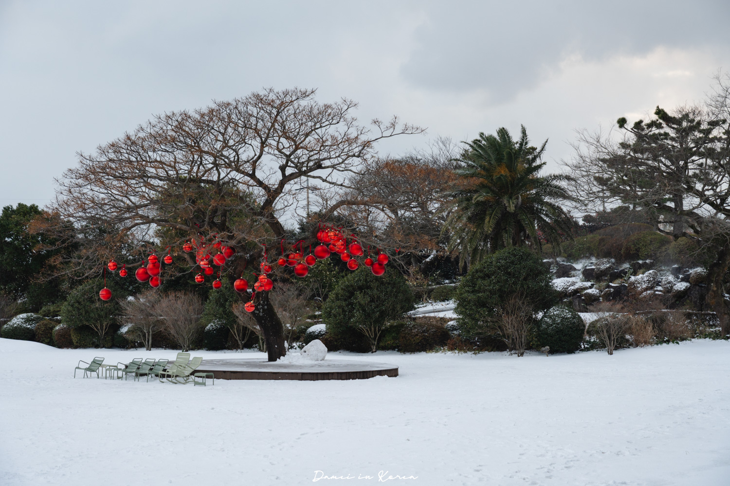 濟州島山茶花之丘，值得去嗎？佔地6萬坪的超大花園，四季都可以來追花！