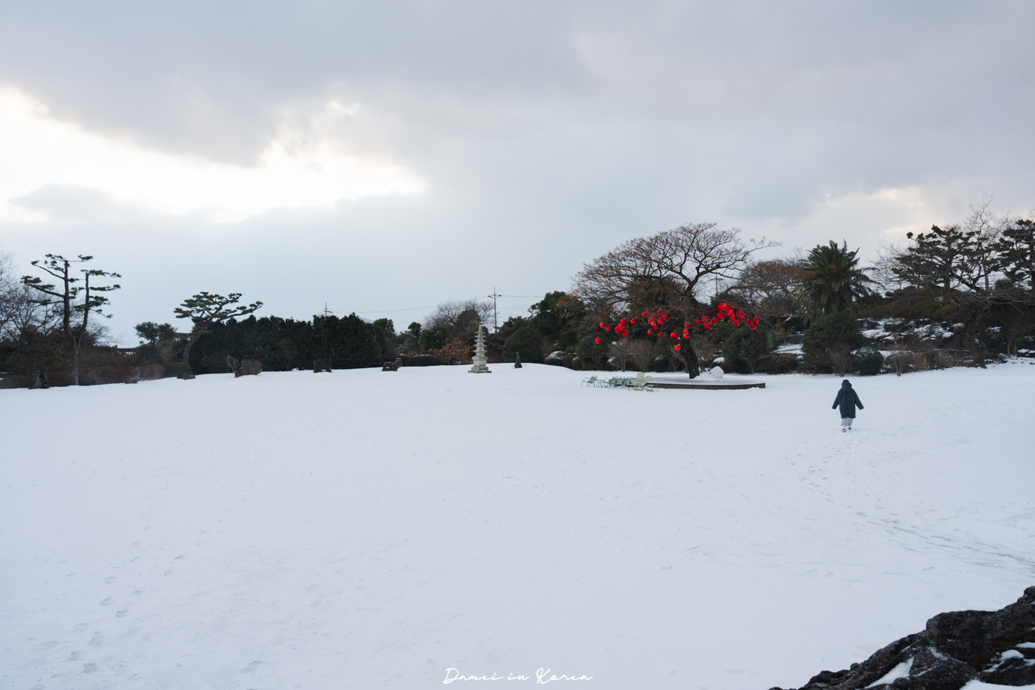濟州島山茶花之丘，值得去嗎？佔地6萬坪的超大花園，四季都可以來追花！