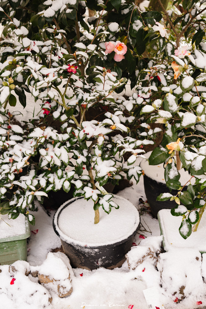 濟州島山茶花之丘，值得去嗎？佔地6萬坪的超大花園，四季都可以來追花！