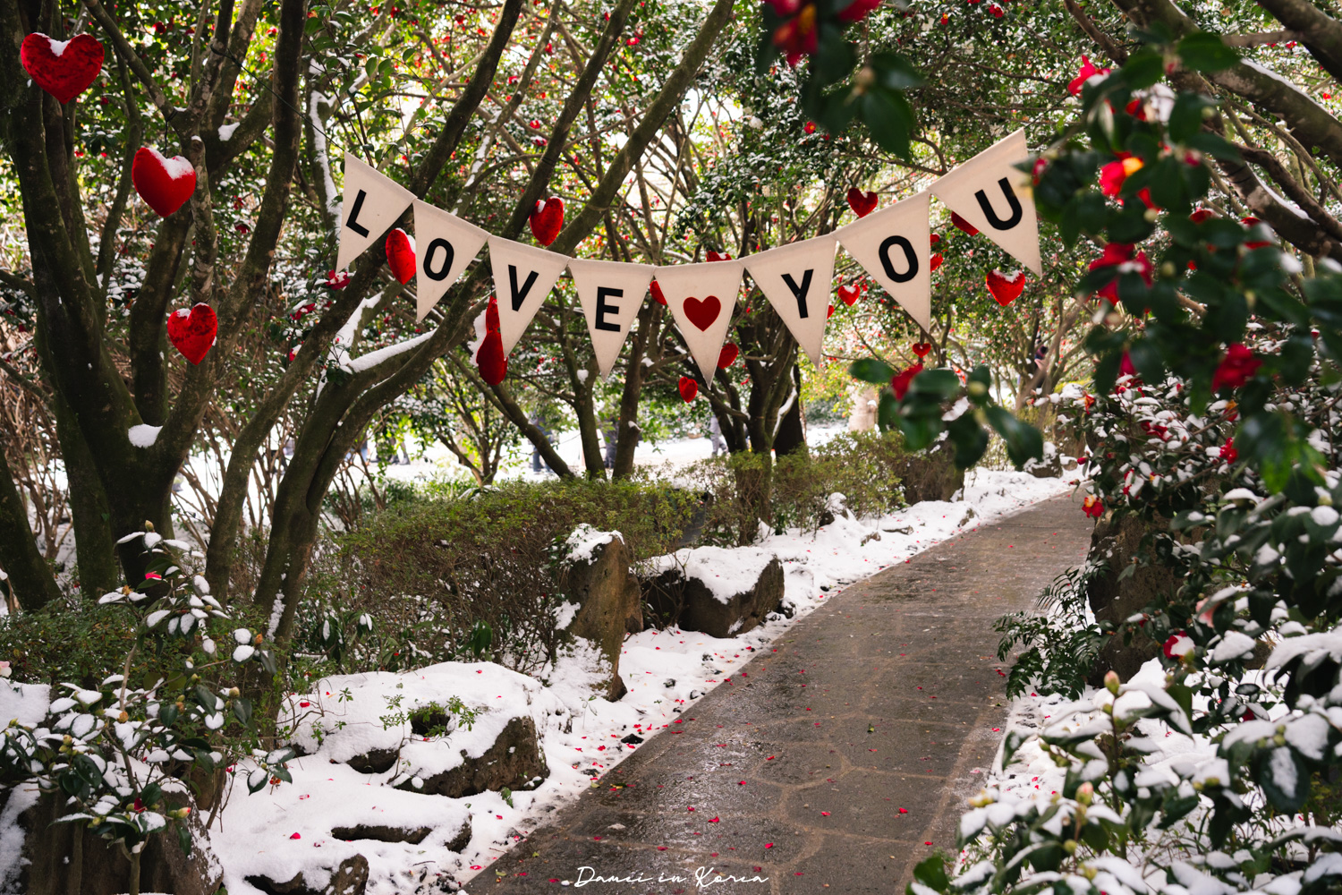 濟州島山茶花之丘，值得去嗎？佔地6萬坪的超大花園，四季都可以來追花！