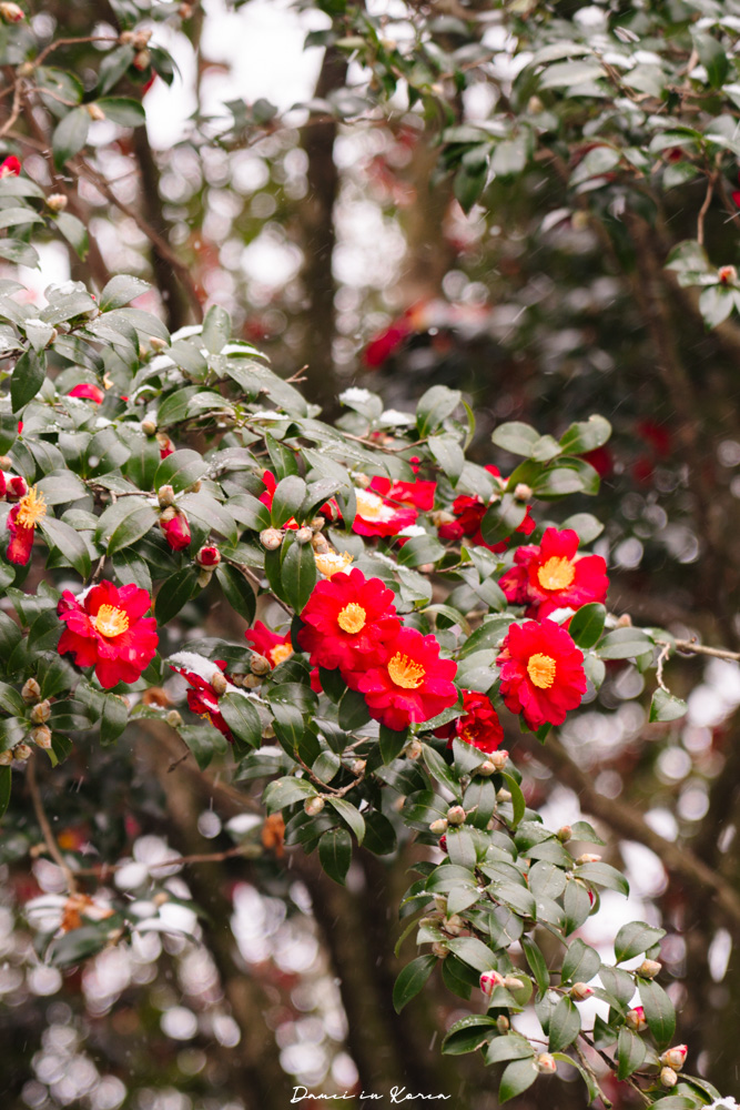 濟州島山茶花之丘，值得去嗎？佔地6萬坪的超大花園，四季都可以來追花！