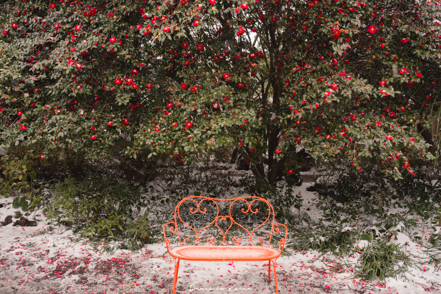 濟州島山茶花之丘，值得去嗎？佔地6萬坪的超大花園，四季都可以來追花！