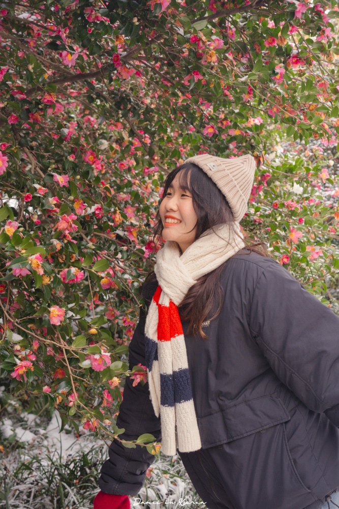 濟州島山茶花之丘，值得去嗎？佔地6萬坪的超大花園，四季都可以來追花！