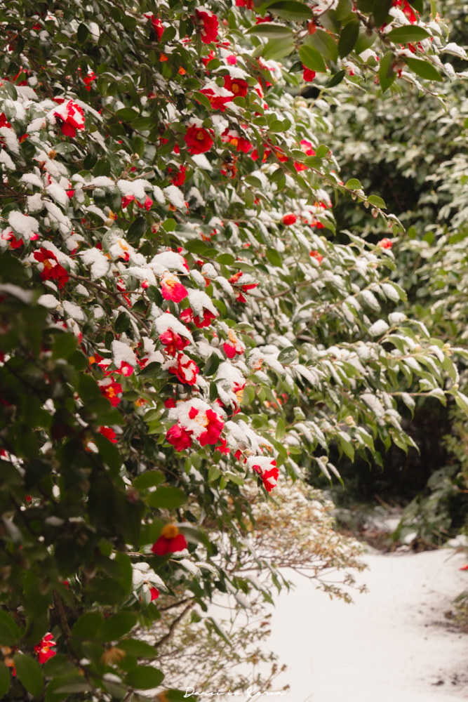 濟州島山茶花之丘，值得去嗎？佔地6萬坪的超大花園，四季都可以來追花！