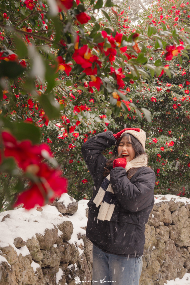 濟州島山茶花之丘，值得去嗎？佔地6萬坪的超大花園，四季都可以來追花！