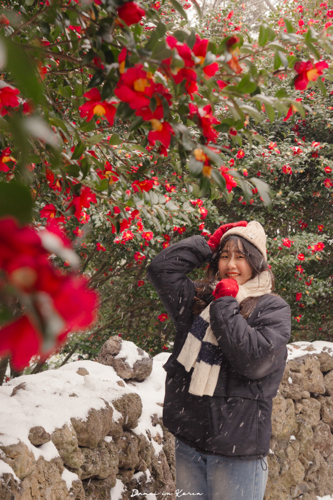 濟州島山茶花之丘，值得去嗎？佔地6萬坪的超大花園，四季都可以來追花！