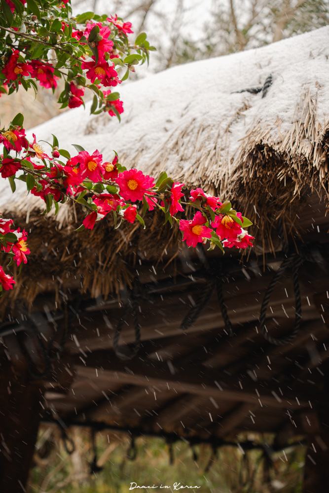 濟州島山茶花之丘，值得去嗎？佔地6萬坪的超大花園，四季都可以來追花！