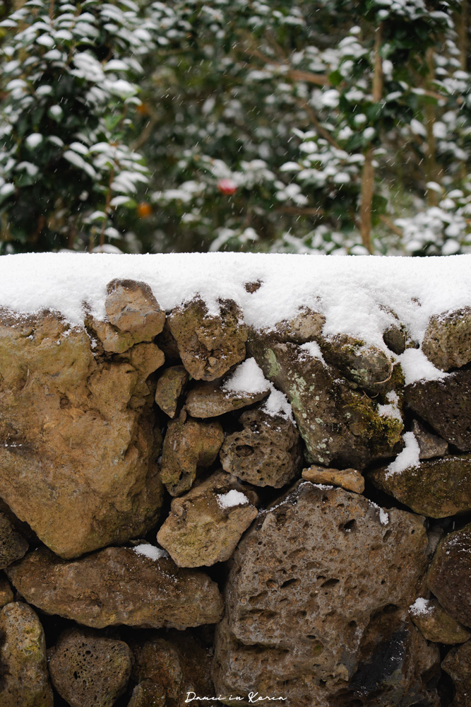 濟州島山茶花之丘，值得去嗎？佔地6萬坪的超大花園，四季都可以來追花！