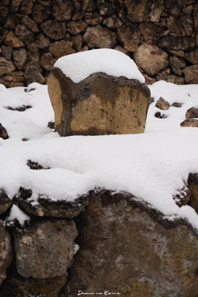 濟州島山茶花之丘，值得去嗎？佔地6萬坪的超大花園，四季都可以來追花！