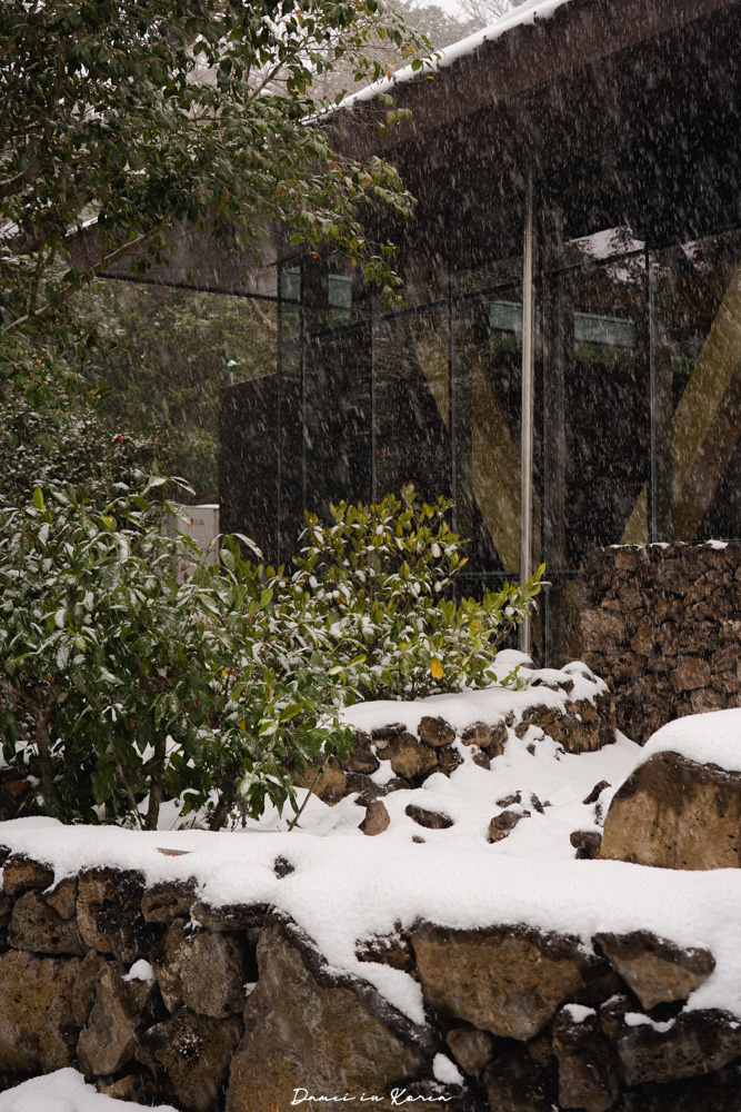 濟州島山茶花之丘，值得去嗎？佔地6萬坪的超大花園，四季都可以來追花！