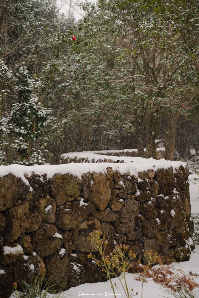 濟州島山茶花之丘，值得去嗎？佔地6萬坪的超大花園，四季都可以來追花！