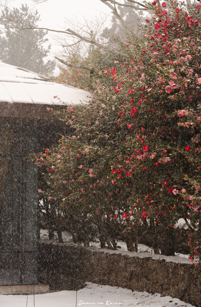 濟州島山茶花之丘，值得去嗎？佔地6萬坪的超大花園，四季都可以來追花！