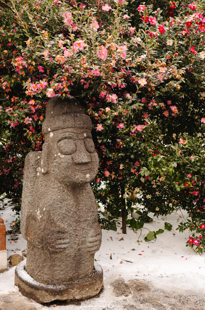 濟州島山茶花之丘，值得去嗎？佔地6萬坪的超大花園，四季都可以來追花！