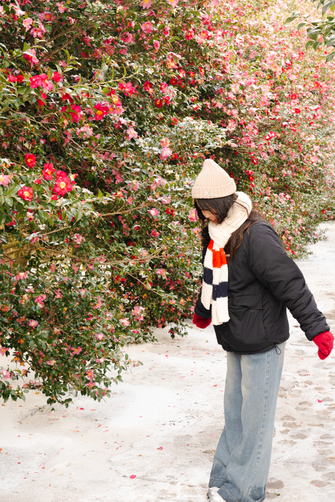 濟州島山茶花之丘，值得去嗎？佔地6萬坪的超大花園，四季都可以來追花！
