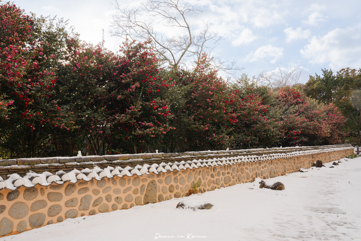 濟州島山茶花之丘，值得去嗎？佔地6萬坪的超大花園，四季都可以來追花！