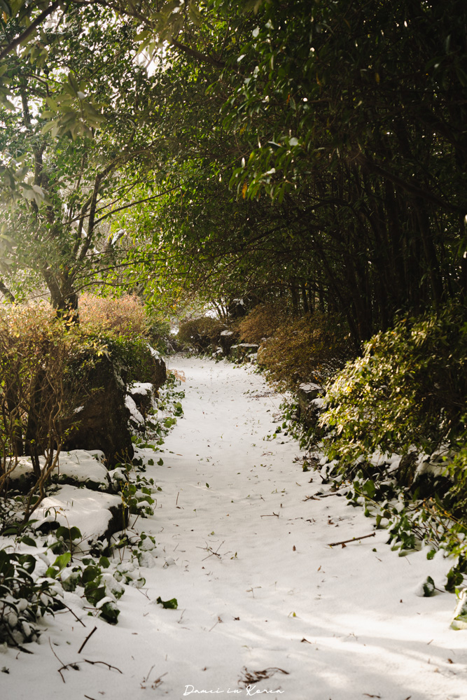 濟州島山茶花之丘，值得去嗎？佔地6萬坪的超大花園，四季都可以來追花！