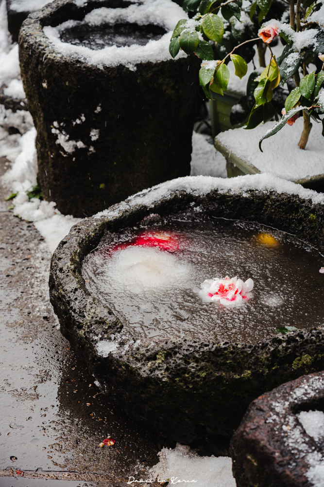 濟州島山茶花之丘，值得去嗎？佔地6萬坪的超大花園，四季都可以來追花！