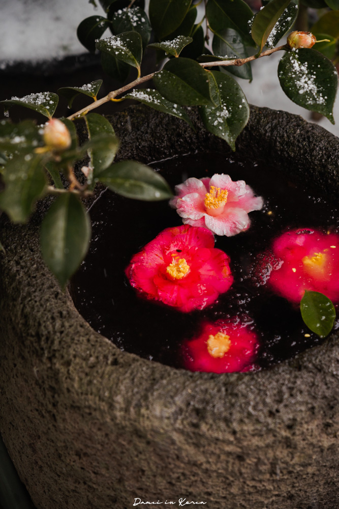 濟州島山茶花之丘，值得去嗎？佔地6萬坪的超大花園，四季都可以來追花！