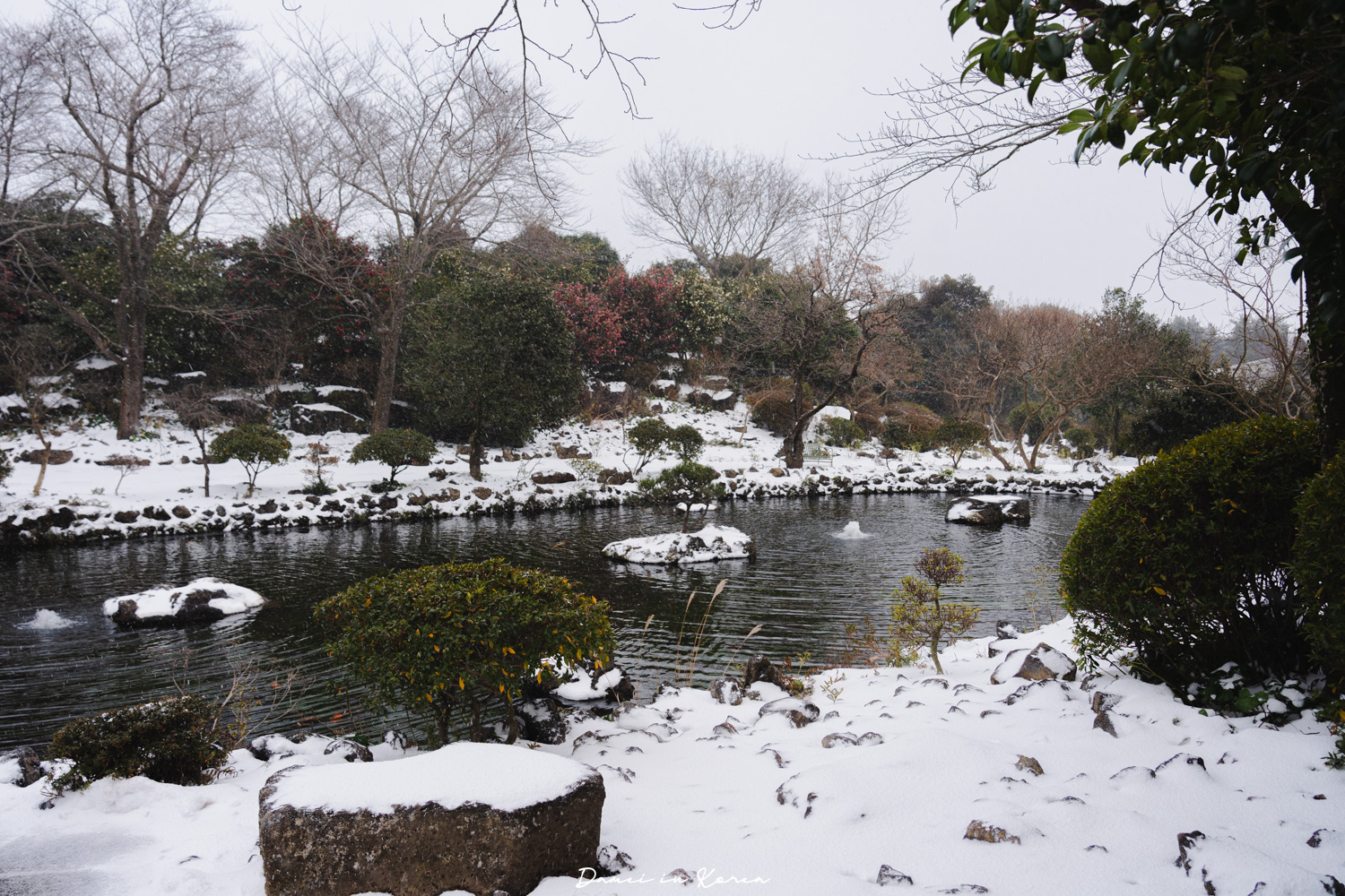 濟州島山茶花之丘，值得去嗎？佔地6萬坪的超大花園，四季都可以來追花！