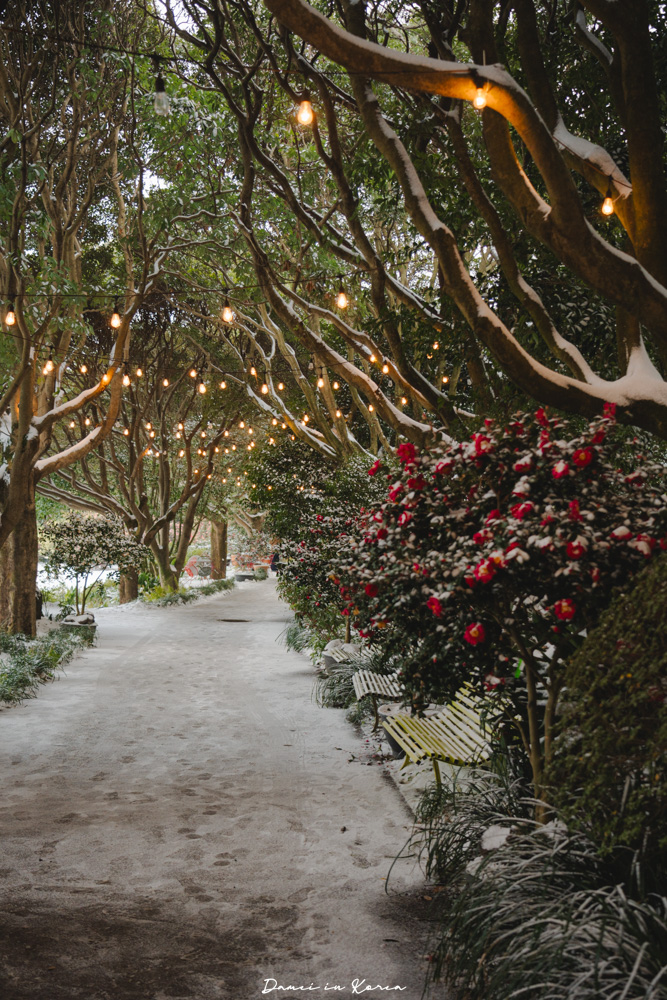 濟州島山茶花之丘，值得去嗎？佔地6萬坪的超大花園，四季都可以來追花！