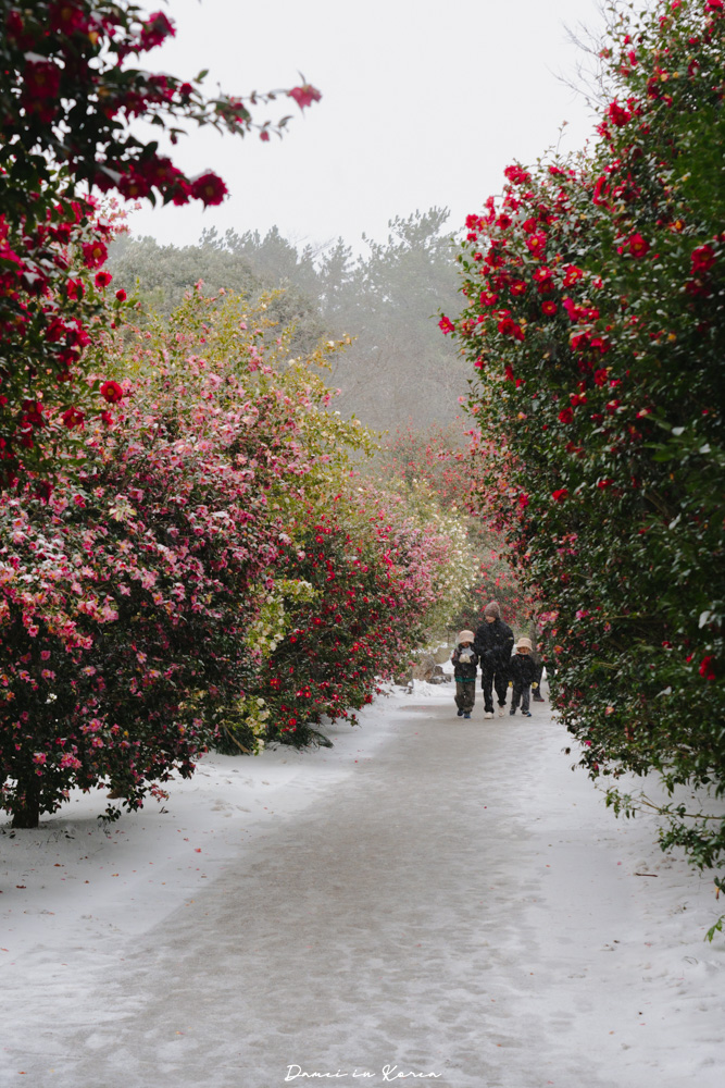 濟州島山茶花之丘，值得去嗎？佔地6萬坪的超大花園，四季都可以來追花！