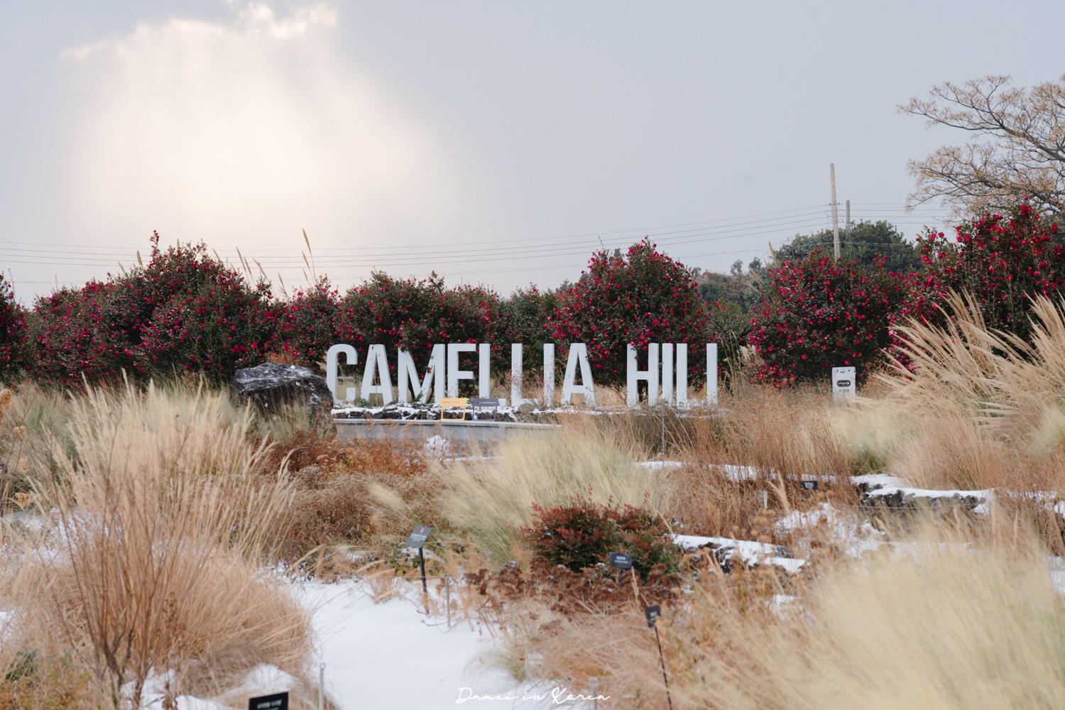 濟州島山茶花之丘，值得去嗎？佔地6萬坪的超大花園，四季都可以來追花！