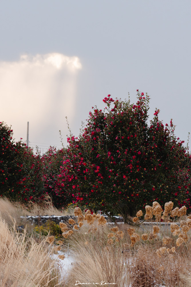 濟州島山茶花之丘，值得去嗎？佔地6萬坪的超大花園，四季都可以來追花！